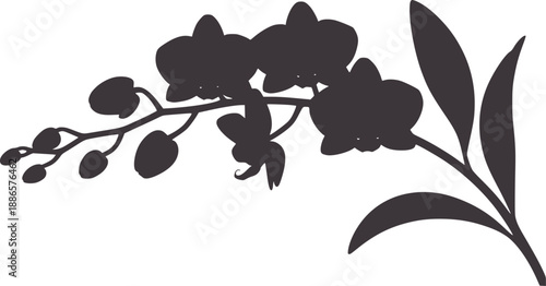 Dark gray orchid flower branch silhouette with buds and leaves