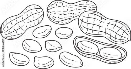 Hand Drawn Black and Peanuts and Shells