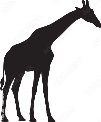 Giraffe Silhouette Vector Illustration – African Safari Wildlife
