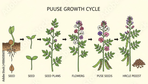 Pea plant growth stages from seed to harvest illustrating full cycle of plant development