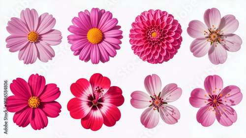 Eight Pink and Purple Flowers in a Grid Arrangement on a White Background Keywords: flower, floral, pink, purple, blossom, bloom, nature, garden, spring, summer, daisy, dahlia