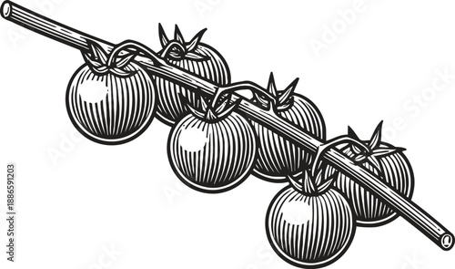 tomato branch with ripe round tomatoes hanging in a row, black and white vintage botanical illustration