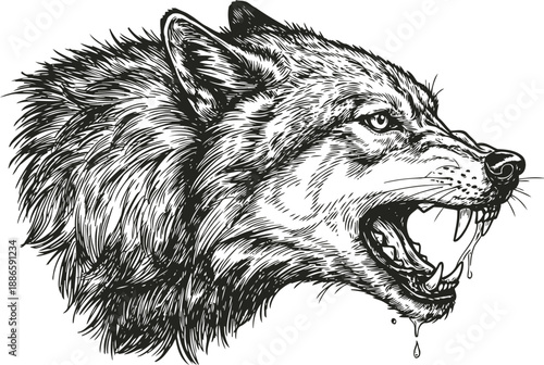 Detailed fierce wolf head snarling with bared teeth, aggressive wild animal portrait illustration