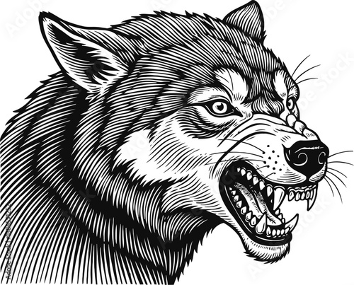 Aggressive snarling wolf head with bared teeth detailed vector illustration