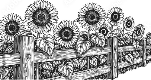 Sunflowers growing along a wooden fence in detailed black and white line art garden scene