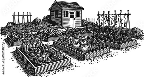 Vegetable garden with raised beds and wooden shed, growing tomatoes, carrots, lettuce, and peas in vintage engraving