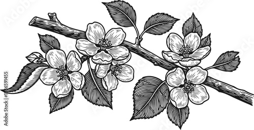 cherry blossom branch with flowers and leaves botanical ink drawing of blooming floral twig