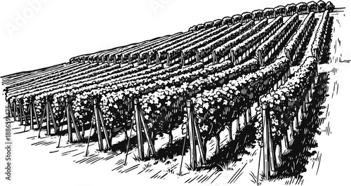 Vineyard rows with grapevines growing on trellis supports in agricultural landscape
