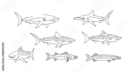 Sharks Outlines: A detailed illustration showcasing various species of sharks. perfect for educational material or creative projects.