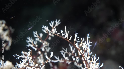 Arms of a basket star reach outward during night activity in the Banda Sea, Maluku, Indonesia