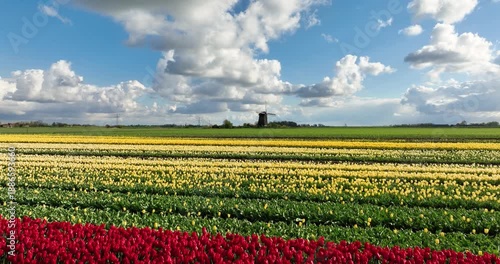 Aerial view of colorful tulip field rows in the Netherlands countryside. Drone shot of blooming flowers in Holland agriculture farm under a scenic sky with clouds. Beautiful spring floral landscape.
