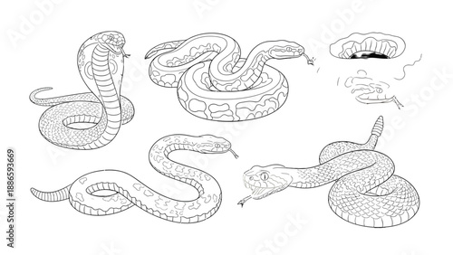 Serpentine Symphony: A detailed monochrome illustration showcasing a collection of snakes in various poses, each exuding an essence of elegance and untamed beauty.