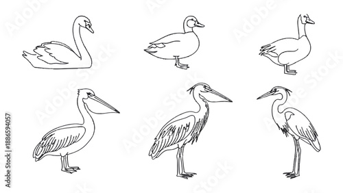 Avian Sketches: A delicate line drawing captures a variety of avian forms, from the graceful swan to the elegant heron, each bird brought to life with simple strokes. 