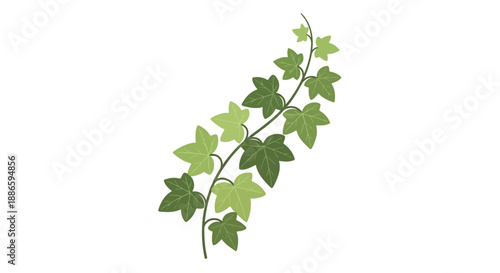 Green ivy vine with leaves on white background illustration