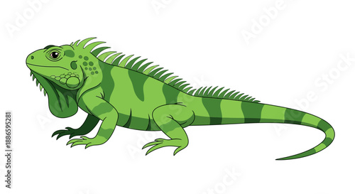 Colorful vector illustration of a green iguana on white background