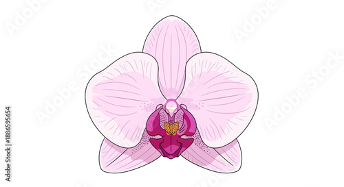 Vector illustration of a pink orchid flower on white background