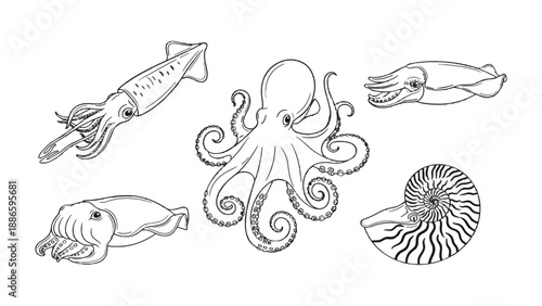 Oceanic Wonders: A captivating monochromatic depiction of diverse marine cephalopods and nautilus gracefully poised in their aquatic realm, each with intricate detail.