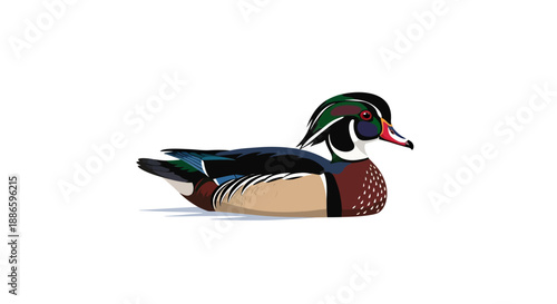 Colorful vector illustration of a wood duck on white background