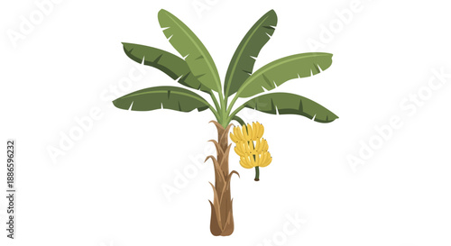 Vector illustration of banana tree with ripe yellow bananas