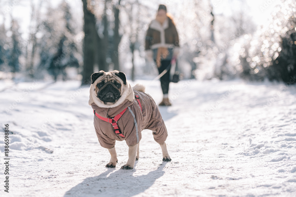 Fototapeta premium A pug wearing a warm jacket stands on a snowy forest path during a winter walk, with its owner blurred in the background.