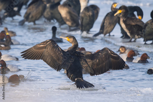 Great cormorant standing on ice with wings spread, typical winter waterbird behavior.