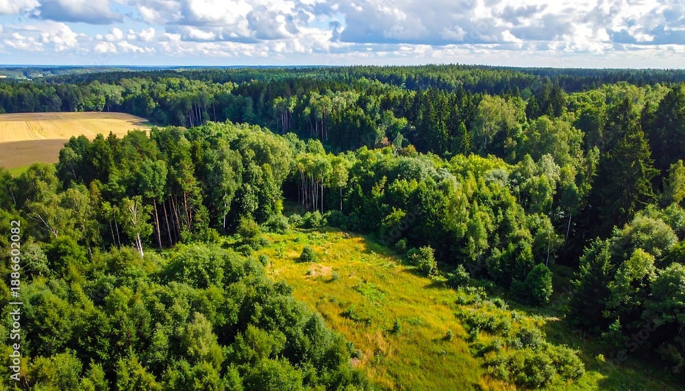 Obraz premium Lush Green Forest Canopy with Open Meadow and Distant Field.