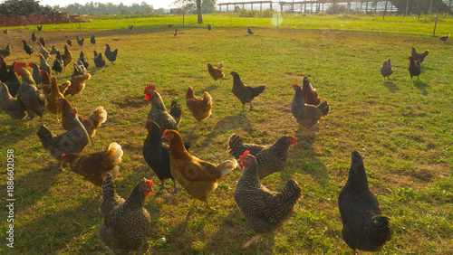 Schilderij op canvas CLOSE UP, LENS FLARE: Flock of hens roaming freely around a humane poultry farm