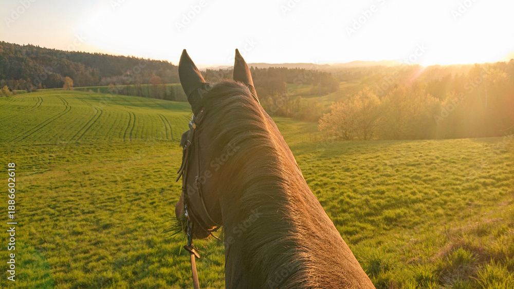 Fototapeta premium POV: Riding a brown stallion around the countryside on a sunny spring morning.