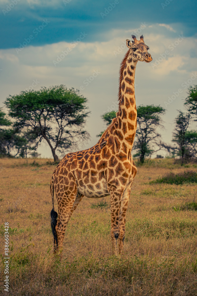Obraz premium Giraffe in Serengeti Sunset