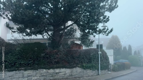 Thick Fog Moving Through Natural Landscape