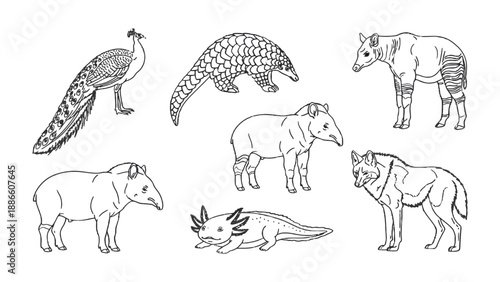 Diverse Animal Kingdom Line Art: An exquisite collection of line art illustrations featuring a peacock, pangolin, tapir, axolotl, and other unique creatures.