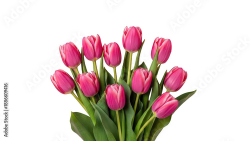 A vibrant bouquet of pink tulips with lush green stems on transparent background