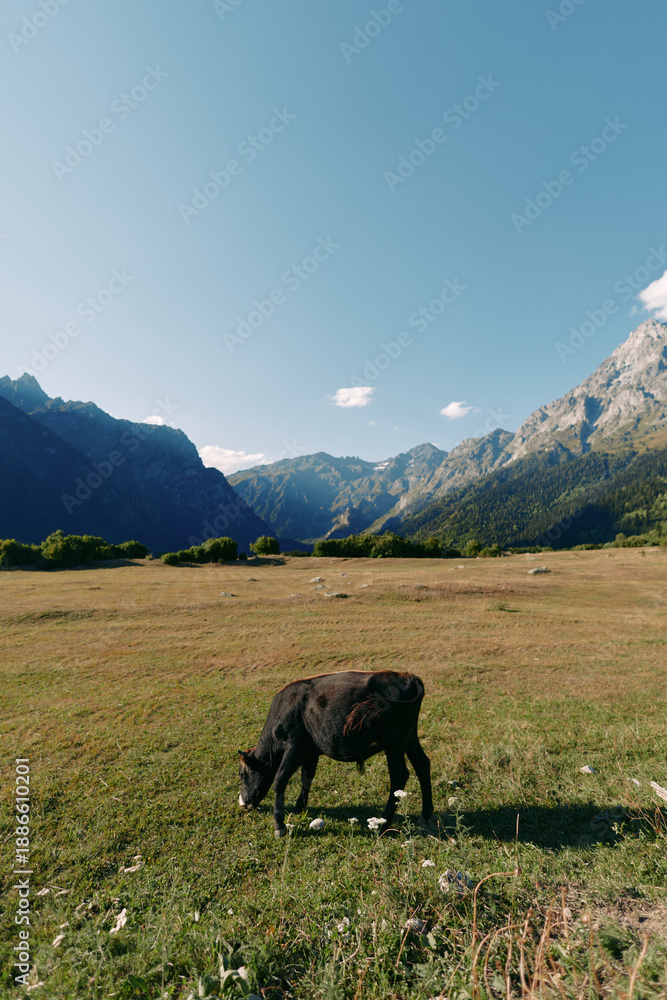 Fototapeta premium cow grazing in a meadow valley with mountains and clear blue sky, pastoral landscape scene of a lone animal feeding on green grass in open pasture near distant alpine peaks