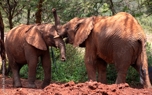 Photography Challenging elephants in the wild, Kenya