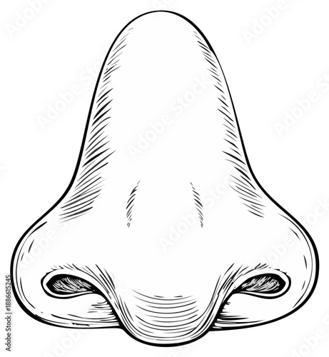 Illustration of a human nose, anatomical drawing in black and white