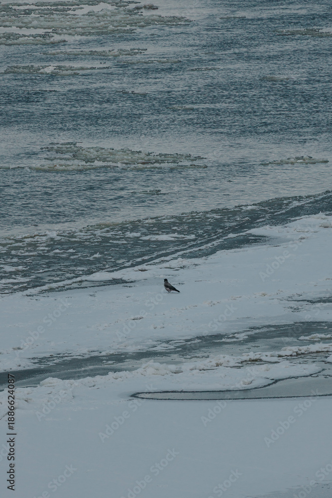Naklejka premium Wild birds on a frozen winter ice river isolated cold tone
