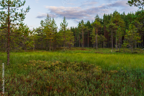 Tableau sur toile Beautiful scenic view of a green swampy meadow surrounded by dense pine forest under a cloudy sky during summer evening