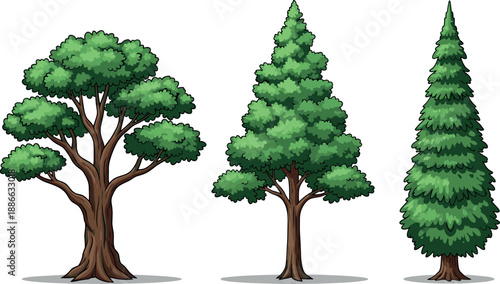 Different tree types illustration, deciduous and evergreen forest trees, nature greenery, botanical elements, cartoon vector set, design, collection