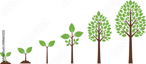 Plant growth stages illustration, seedling to mature tree development, eco nature lifecycle concept, green leaves progression vector