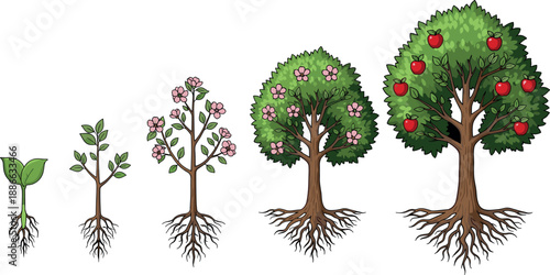 Tree growth stages illustration, seedling to apple tree lifecycle, plant development process, roots leaves flowers fruits, nature education vector