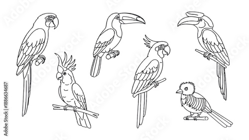 Bird Sketches: Delicate line drawings of various bird species, each perched gracefully, showcase the elegance and diversity of the avian world, an invitation to embrace nature's artistic expression.