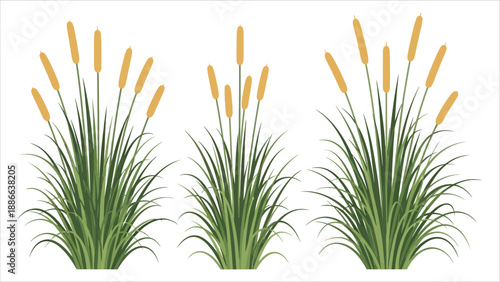 Vector Illustration Set of Four Cattail Plants on a White Background Minimalist Design..eps