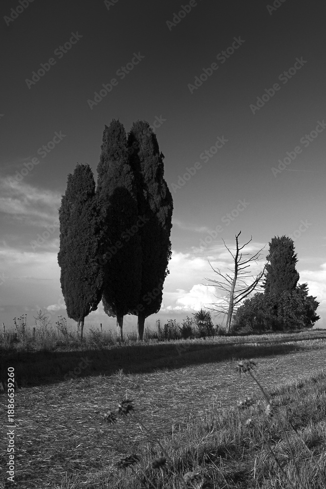 Fototapeta premium Italia panorami della Toscana in bianco e nero. Provincia di Siena,Val D'Orcia e Chianti Senese. Toscana, Italia 