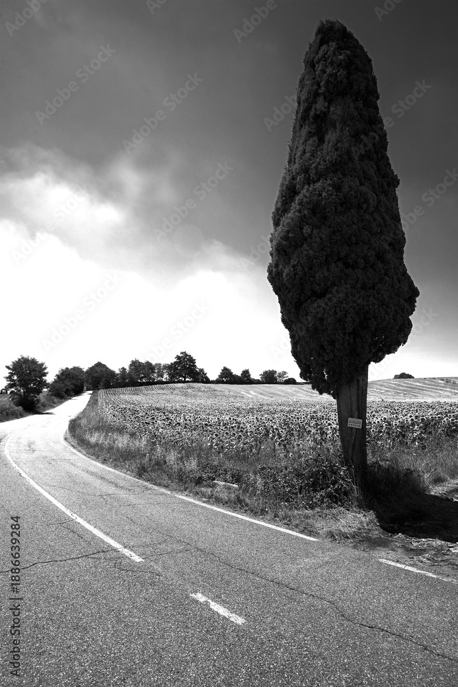Fototapeta premium Italia panorami della Toscana in bianco e nero. Provincia di Siena,Val D'Orcia e Chianti Senese. Toscana, Italia 