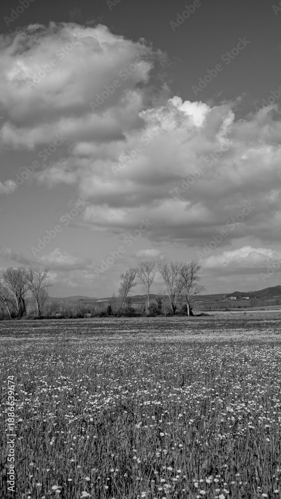 Fototapeta premium Italia panorami della Toscana in bianco e nero. Provincia di Siena,Val D'Orcia e Chianti Senese. Toscana, Italia 