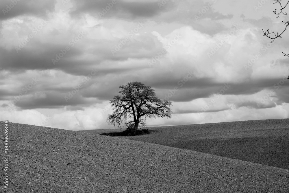 Naklejka premium Italia panorami della Toscana in bianco e nero. Provincia di Siena,Val D'Orcia e Chianti Senese. Toscana, Italia 