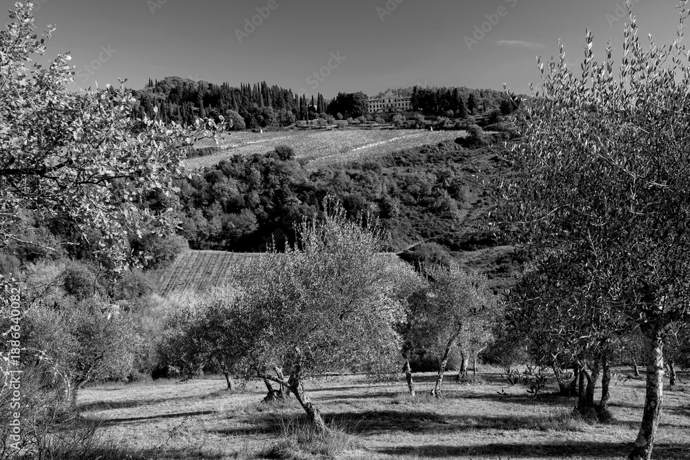 Naklejka premium Italia panorami della Toscana in bianco e nero. Provincia di Siena,Val D'Orcia e Chianti Senese. Toscana, Italia 