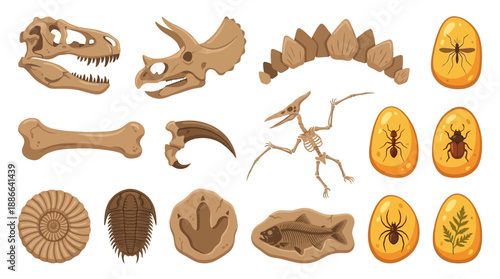 Fossils of dinosaurs and prehistoric insects.