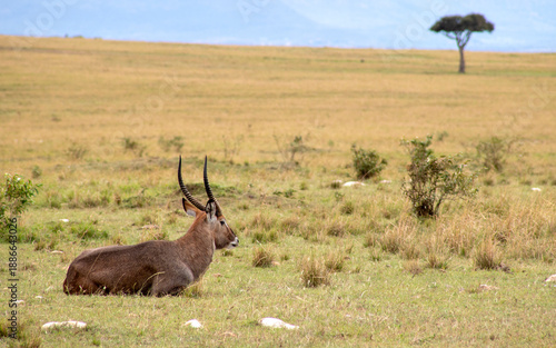 Photography Kudu in the wild, Masai Mara, Kenya