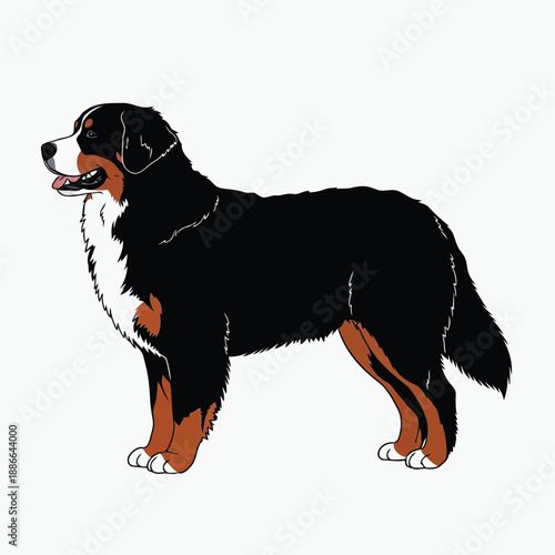 Illustration of a bernese mountain dog standing proudly with its head held high in a profile view